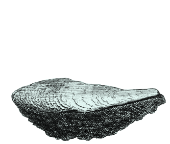 Swan_1