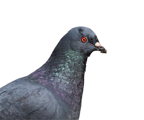 Pigeon03