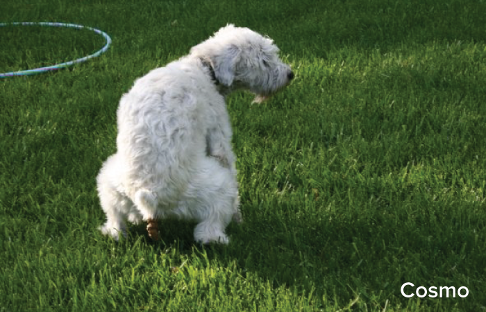 Cosmo