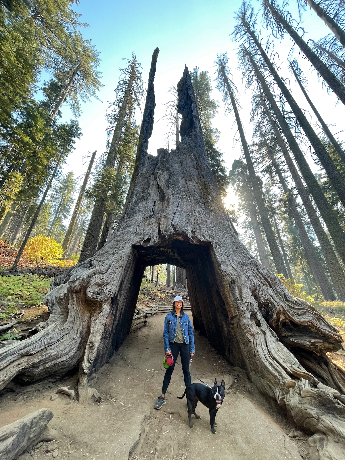A person with a dog on a leash, standing under a dead tree stump that’s 3 times taller and has a tunnel carved out of it