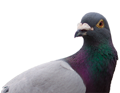 Pigeon02