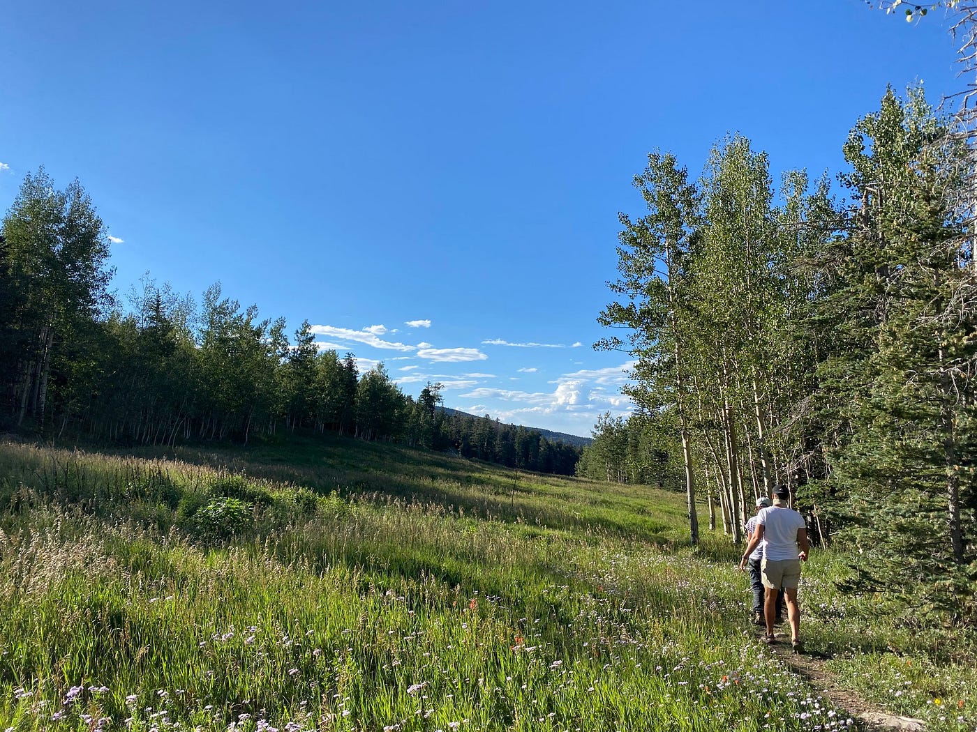 Two people walking along a trail on a meadow lined with trees.