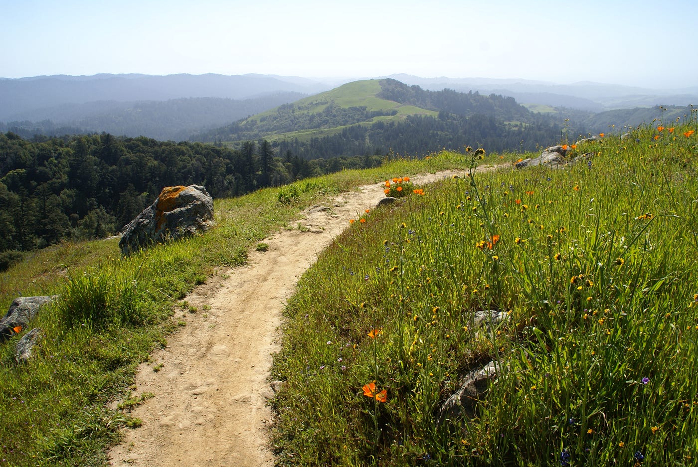 A dirt path with grass and orange poppies on either side. In the background are hills covered with trees.