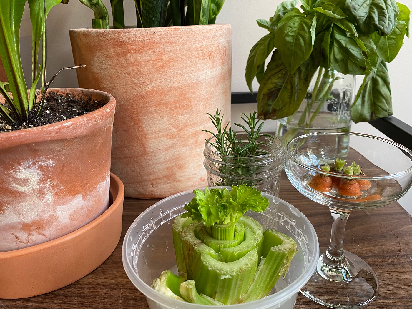 Closeup of the assortment of potted plants + sprouting herbs, celery, and carrot tops.