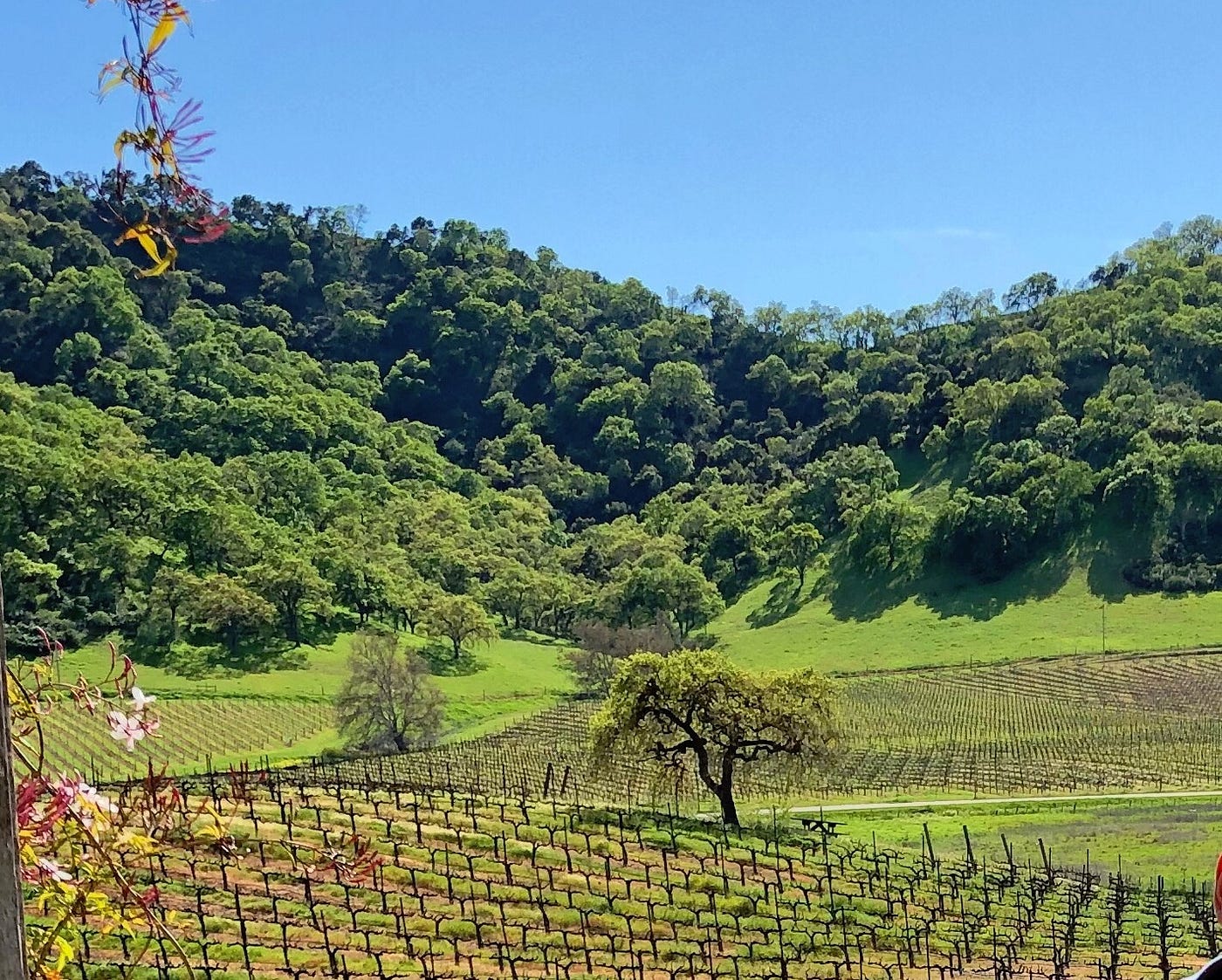A vineyard surrounded by rolling, tree-covered hills.