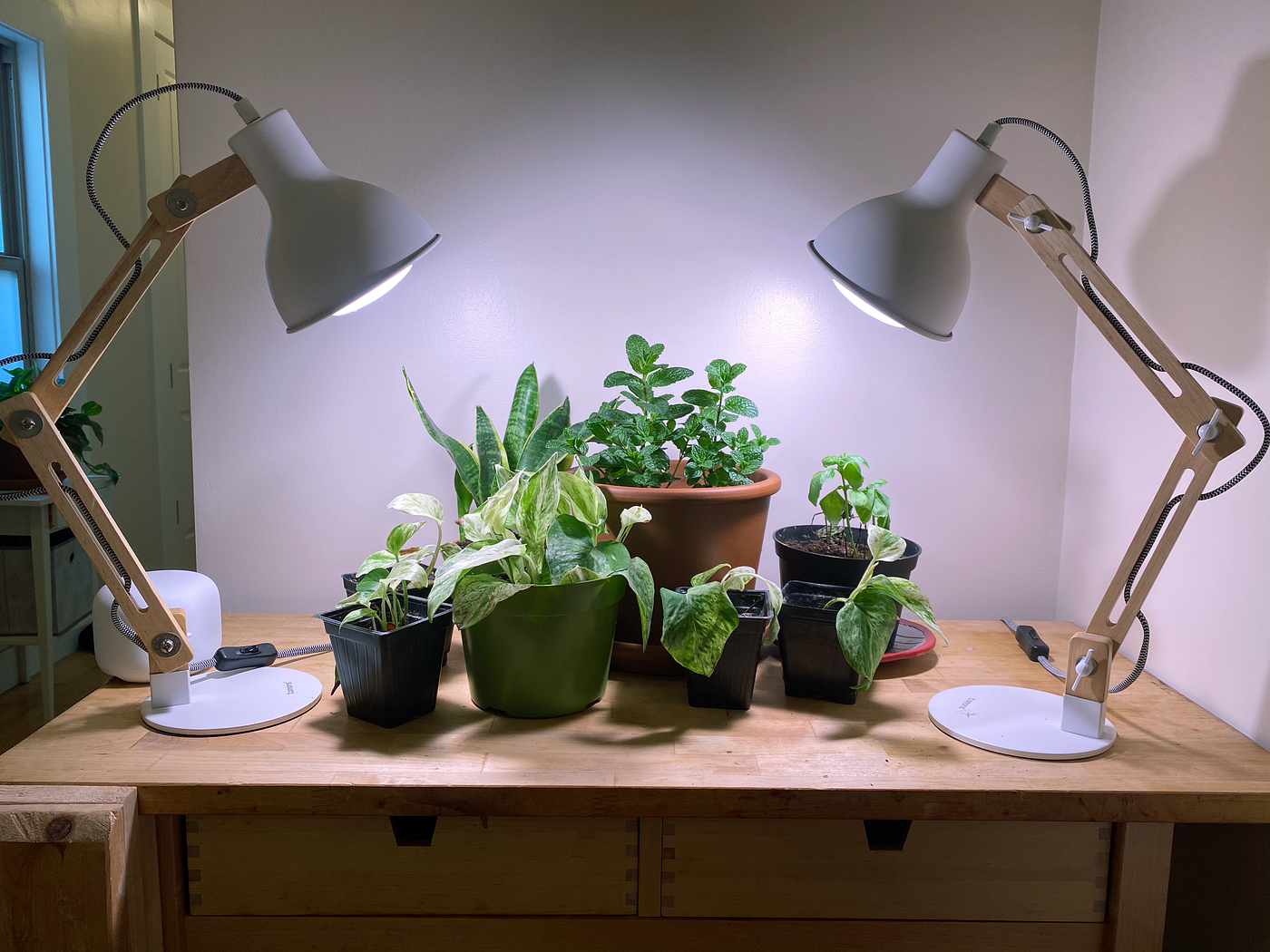Potted plants on a wooden desk with a tabletop grow lamp on either end.