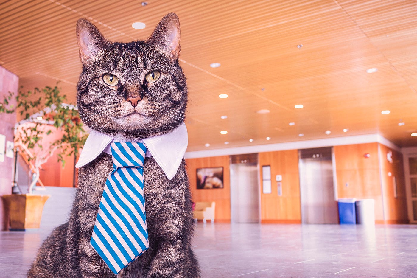 A cat with a striped tie + shirt collar, standing in the light-filled lobby of a modern office.
