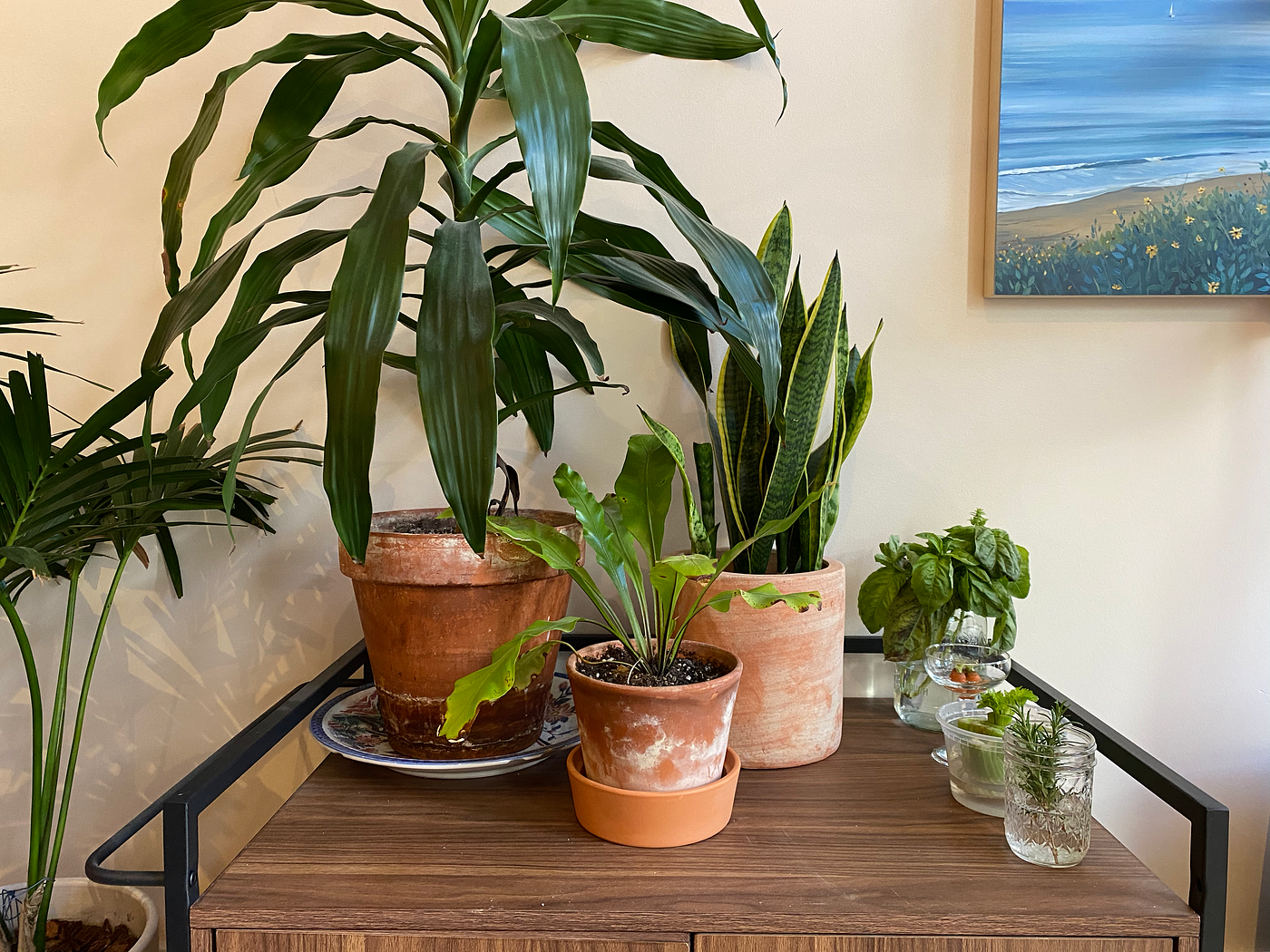 A bar cart with 3 potted plants and 4 glasses with herbs and carrots sprouting in water.