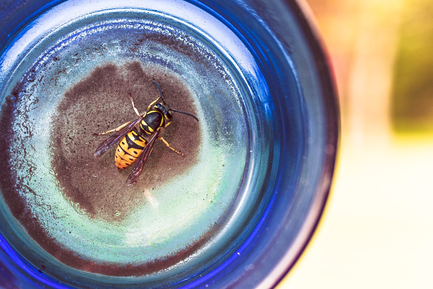 A yellow bee on the bottom of in a transparent blue jar, shot from directly above.