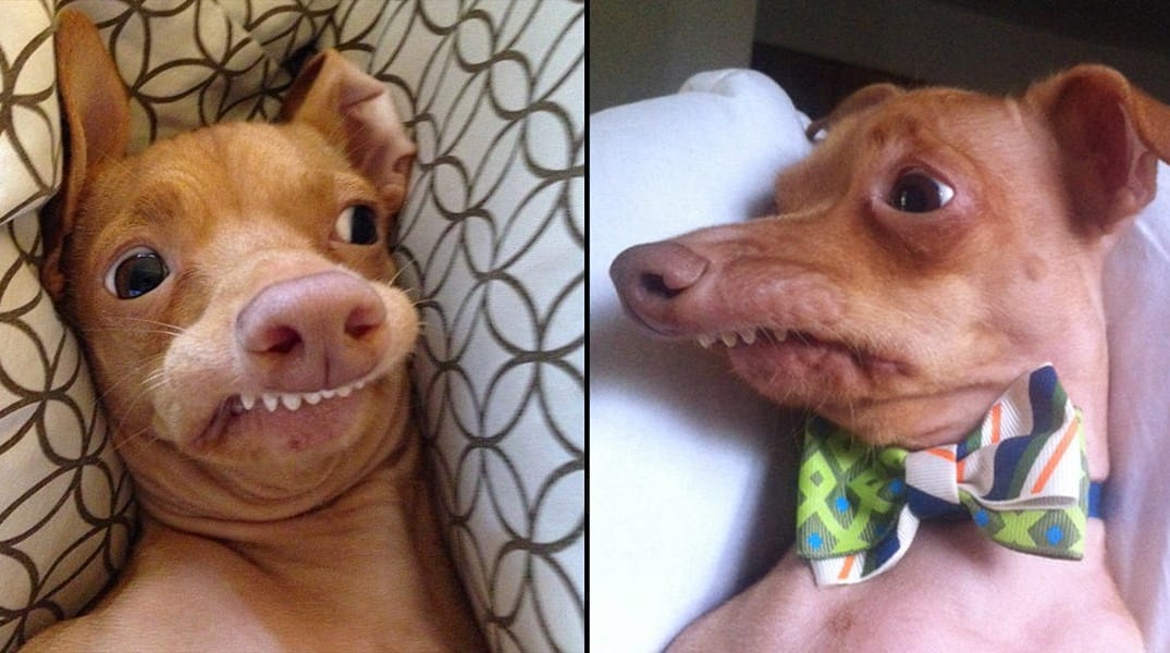 This Crazy Looking Dog Celeb in Town — The Bold Italic — San Francisco