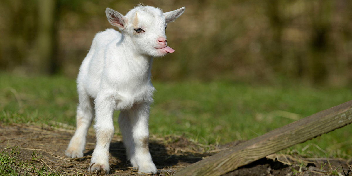 You’ve Gotta Goat to This Festival — The Bold Italic — San Francisco