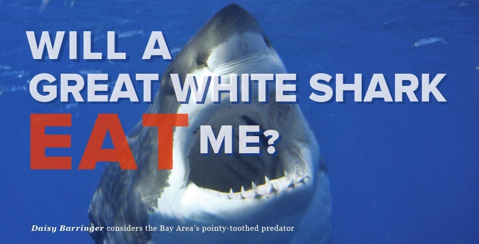 Will a Great White Shark Eat Me?