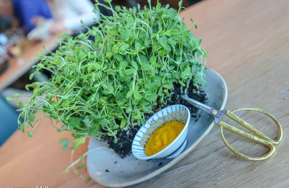 In sleepy Mill Valley, a surprisingly quality land-to-sea newcomer: Coho