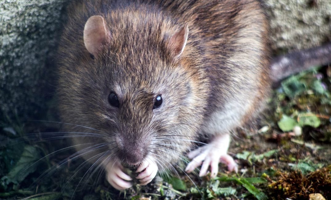 San Francisco Is the Fifth ‘Rattiest’ City in America