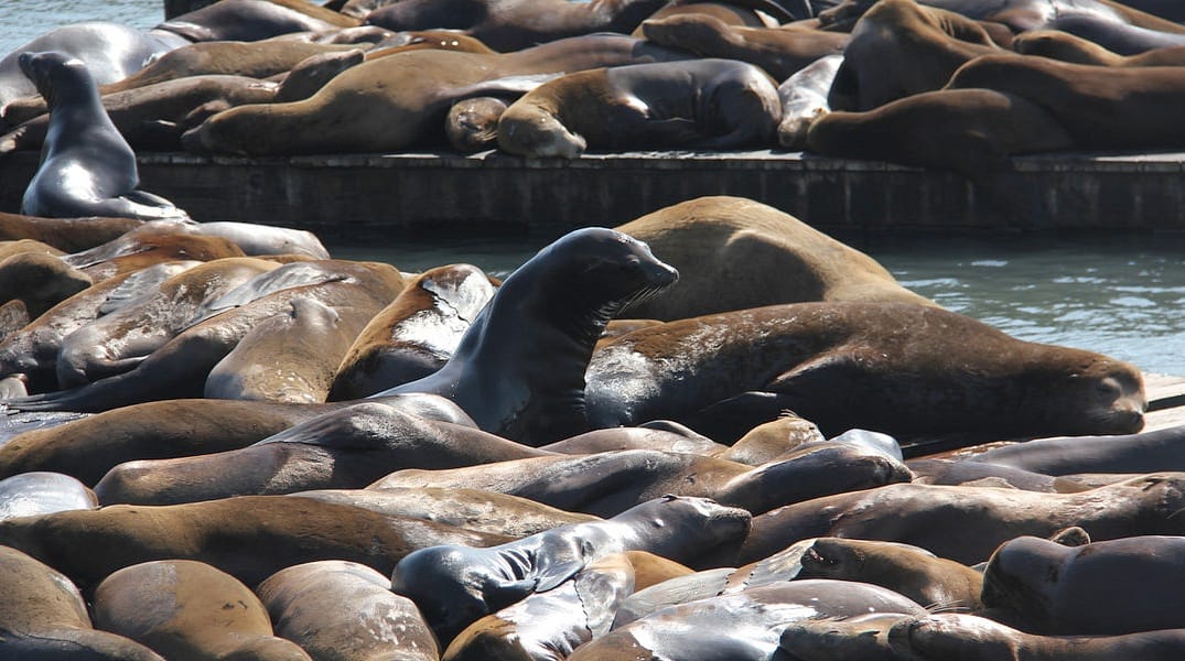 Everything You Need to Know About SF’s Sea Lions on Their 25 Anniversary Here — The Bold Italic — San Francisco
