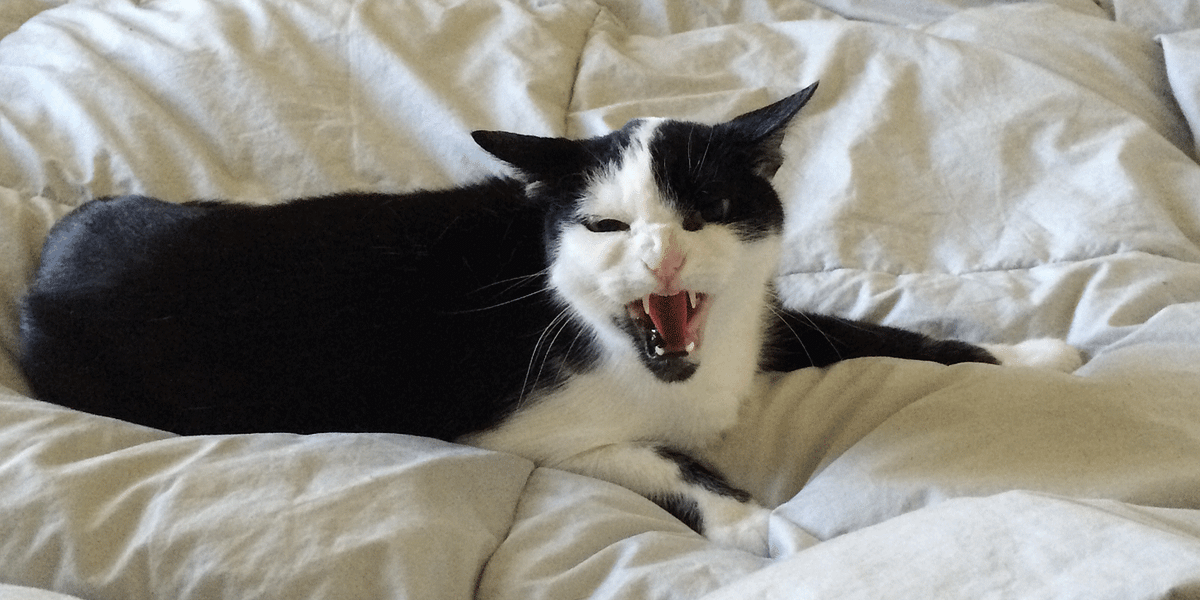 Find Out If Your Cat’s Demonically Possessed — The Bold Italic — San Francisco