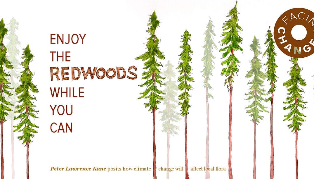 Enjoy the Redwoods While You Can — The Bold Italic — San Francisco