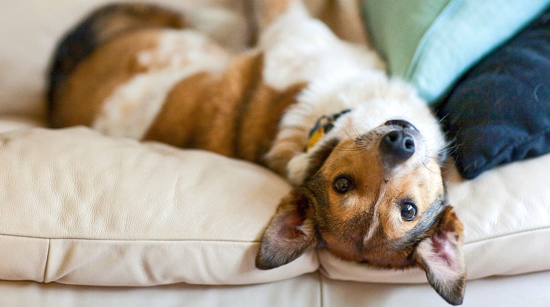 How to Arrange a Free Dog Date