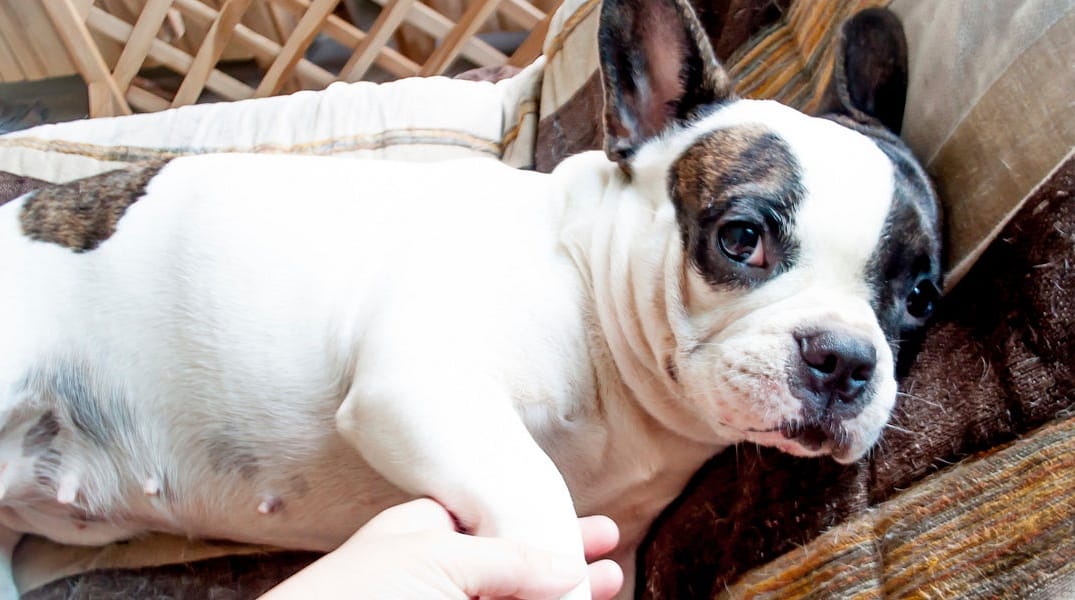 Onions & Meatballs Cause New Dog Poisoning Scares