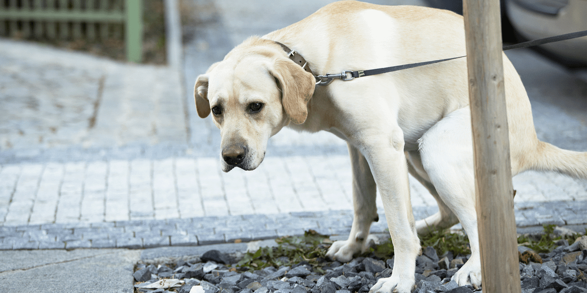For the Love of God, Pick Up Your Dog Shit! — The Bold Italic — San Francisco