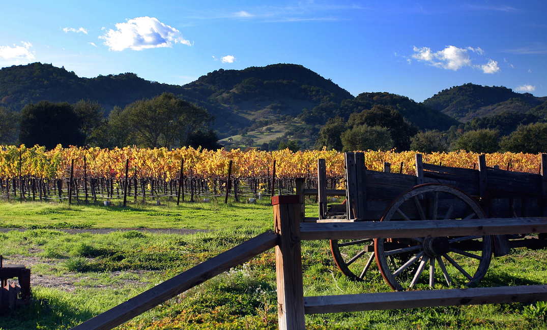The Characters of Wine Country: An Insider’s View — The Bold Italic — San Francisco