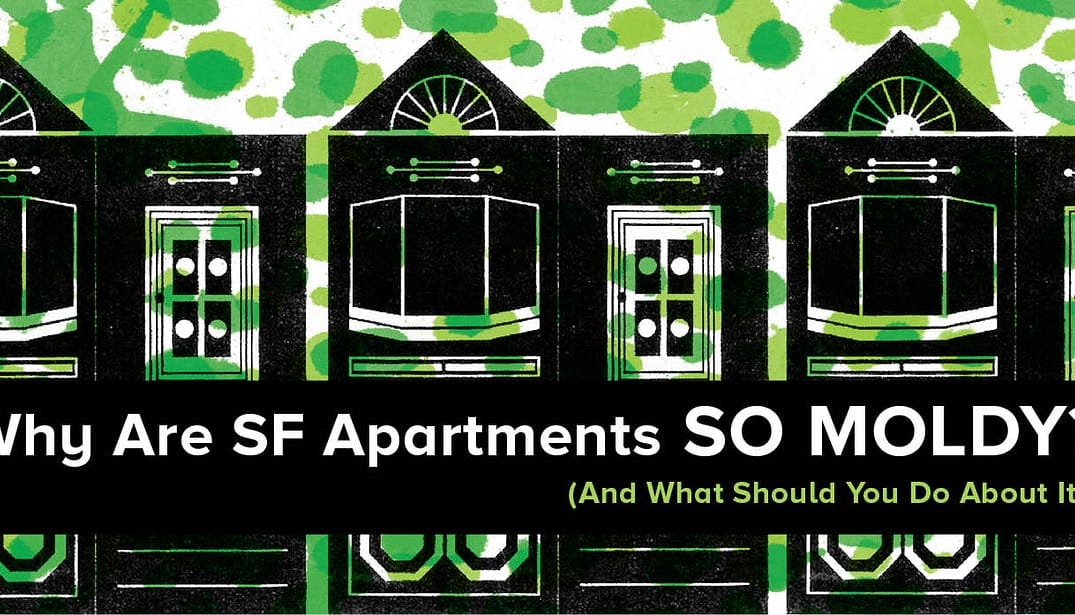 Why Are SF Apartments So Moldy? (And What Should You Do About It?)
