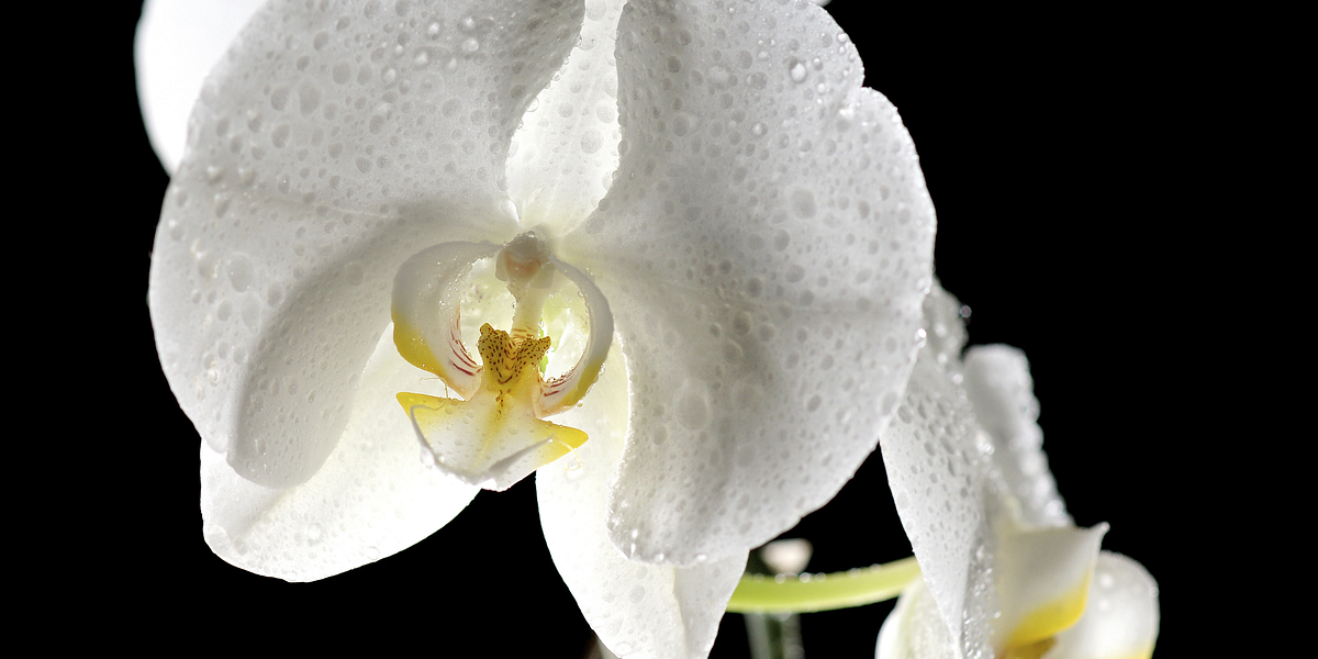 Sexy Time: An Oil to Get Your Lady Parts Stoned (NSFW)