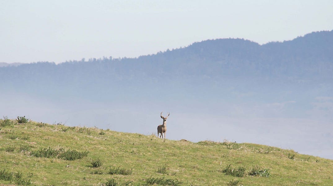Point Reyes is One of the Most Beautiful Places in California