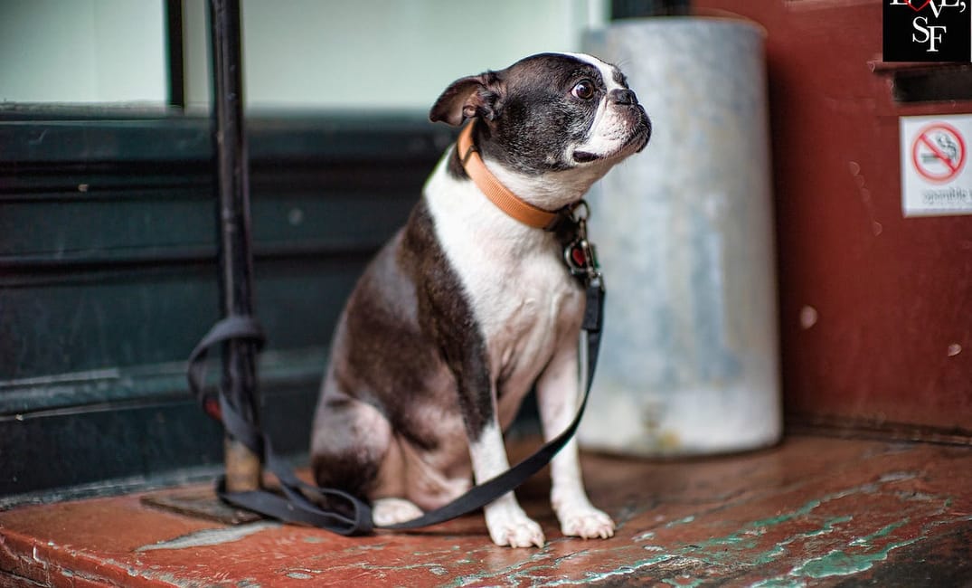 Here Are Some Cute Photos of San Francisco Dogs to Make Your Monday Morning Better