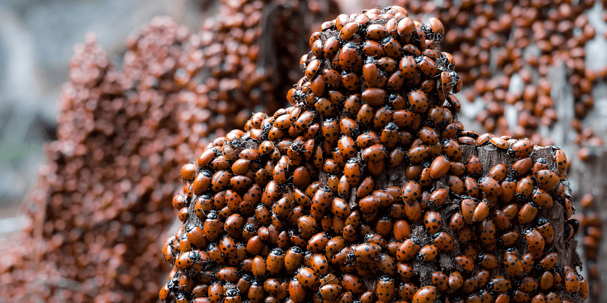 Millions of Ladybugs Converge in Oakland Redwoods
