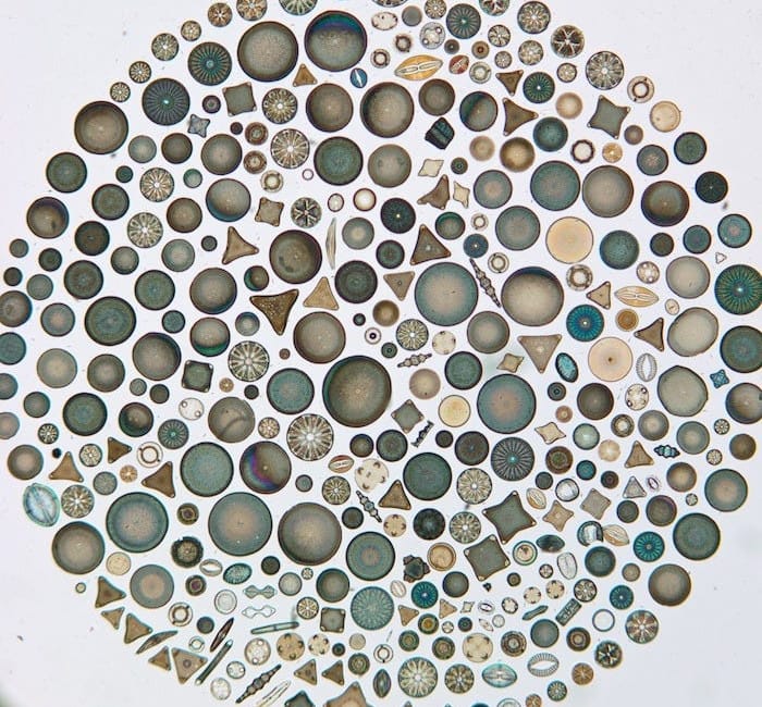 The Most Beautiful Algae Ever — The Bold Italic — San Francisco