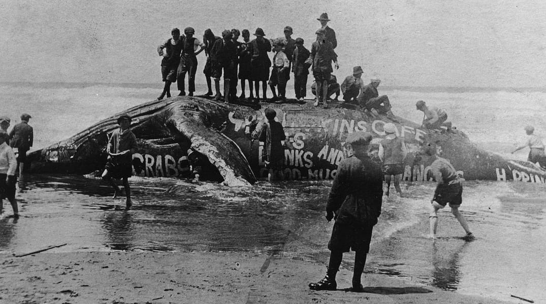 Amazing Private Collection of 120-Year-Old Photos of Western SF