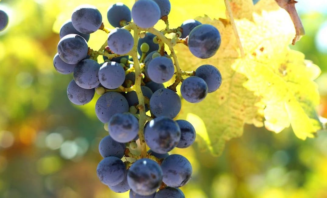 Five California Winemaking Regions You Probably Haven’t Been To