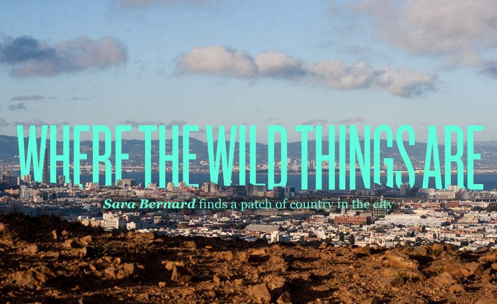 Places to Get a Little Nature in San Francisco