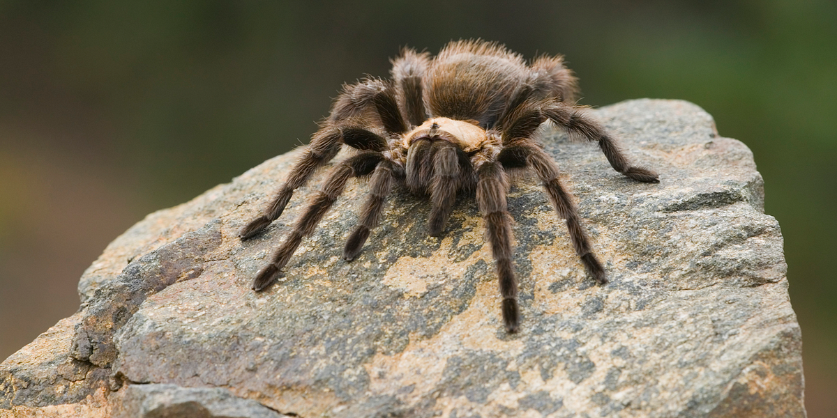 Road Trip to Yosemite for Tarantula Season — The Bold Italic — San Francisco