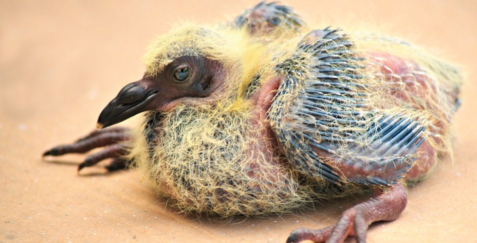 This is What a Baby Pigeon Looks Like — The Bold Italic — San Francisco