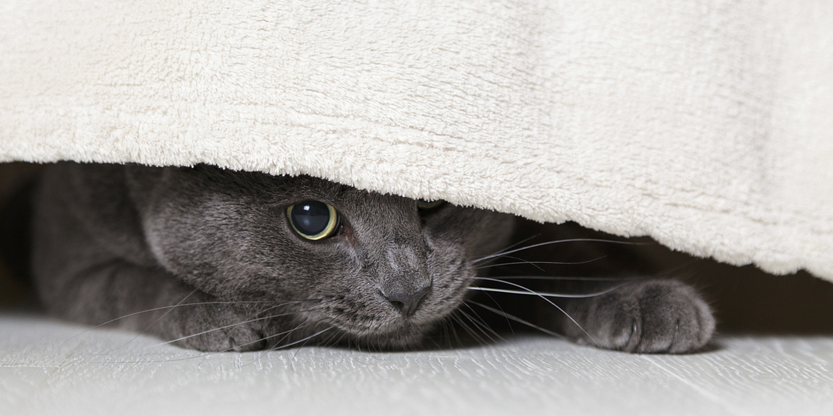 Berkeley May Ban No-Pets Rental Policy — The Bold Italic — San Francisco