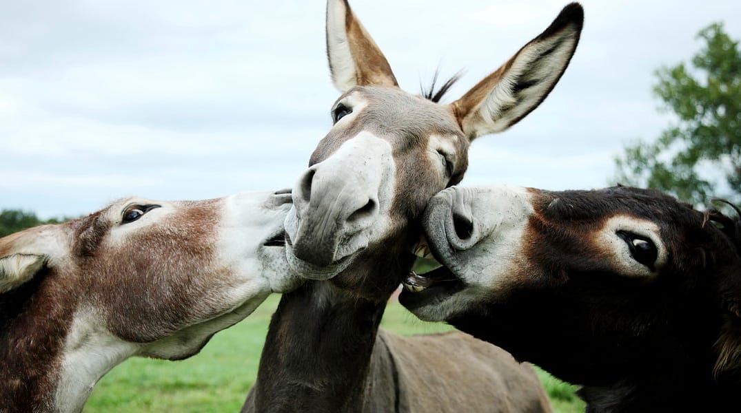 Totes Serious: Take a Pic With a Donkey Today — The Bold Italic — San Francisco