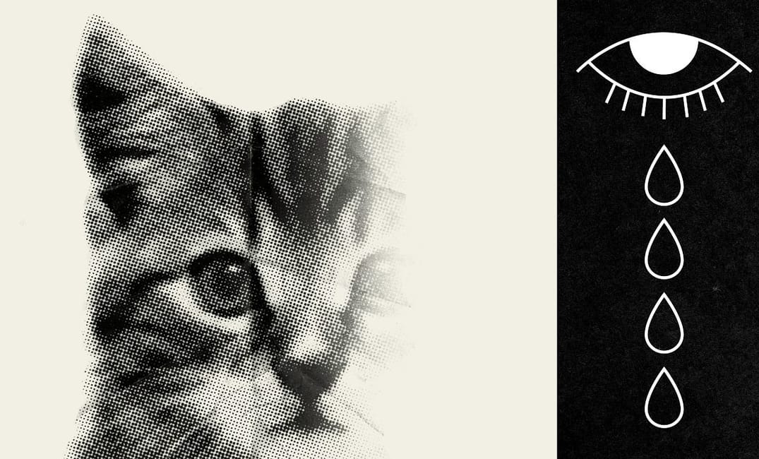 The Agony of Putting Your First Pet to Sleep — The Bold Italic — San Francisco