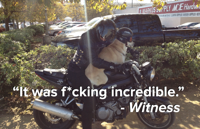 Dog Spotted Riding Motorcycle, Wearing Helmet: A Detailed Report — The Bold Italic — San Francisco
