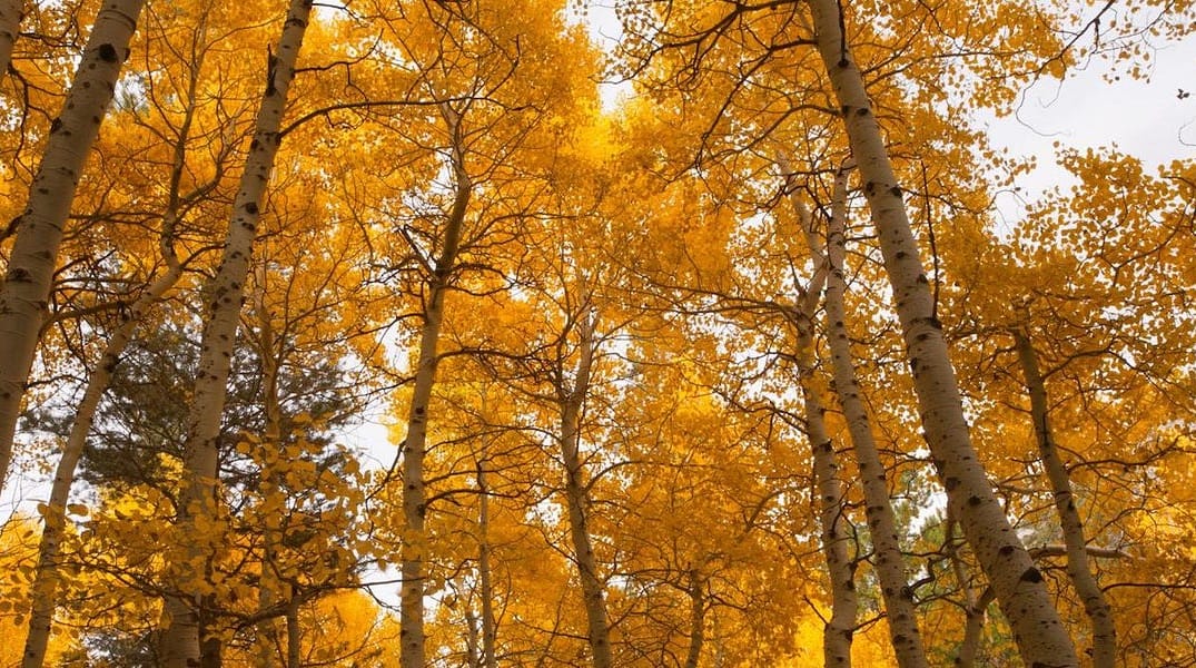 Where To Find Fall in California — The Bold Italic — San Francisco