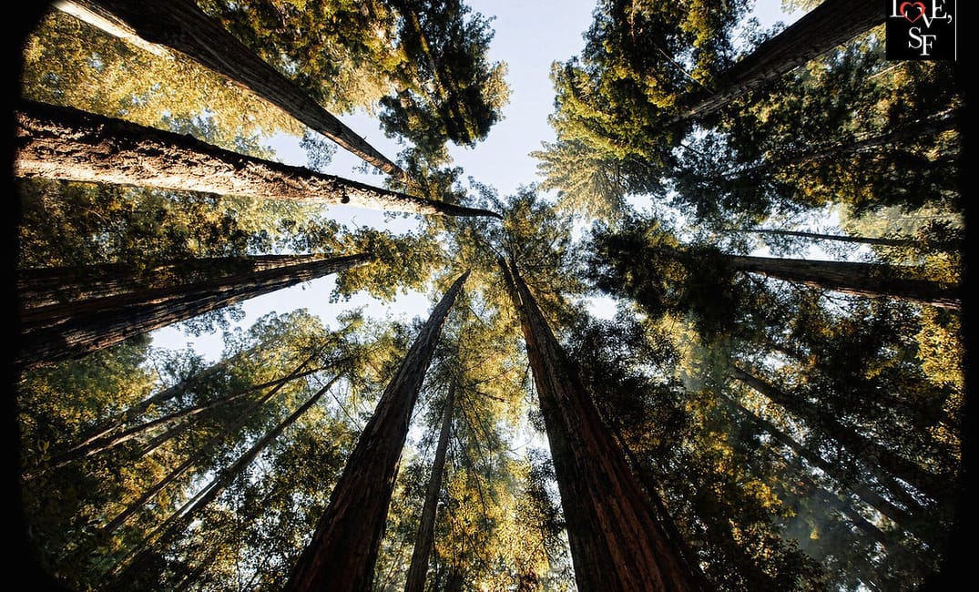 The Breathtaking Forests of the Bay Area