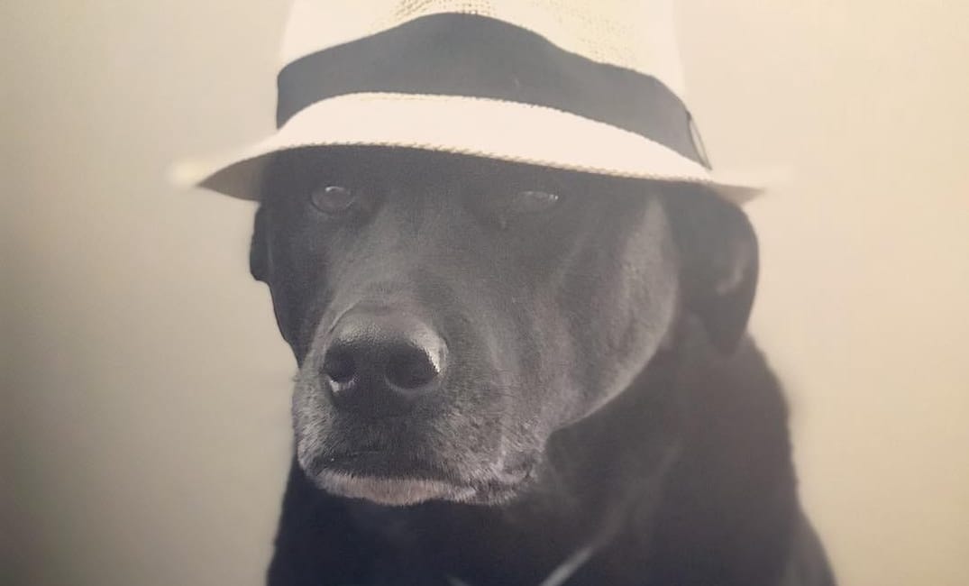 How I Created a Fake Dog Park in SF