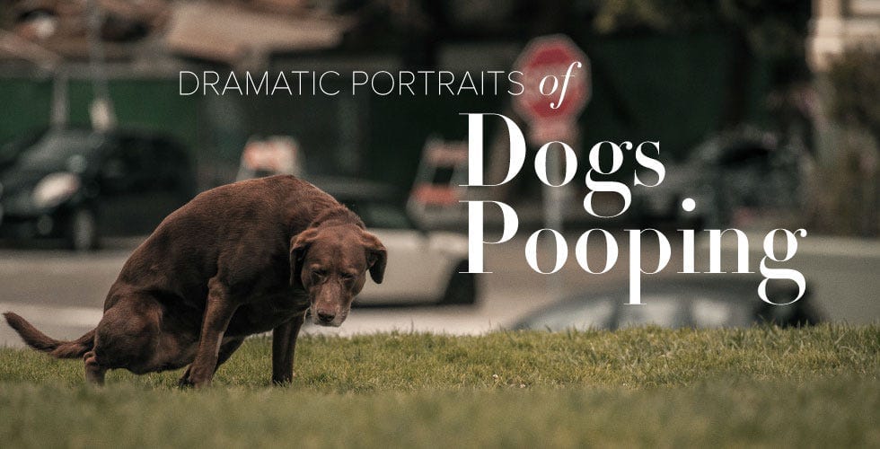 Dramatic Portraits of Dogs Pooping — The Bold Italic — San Francisco