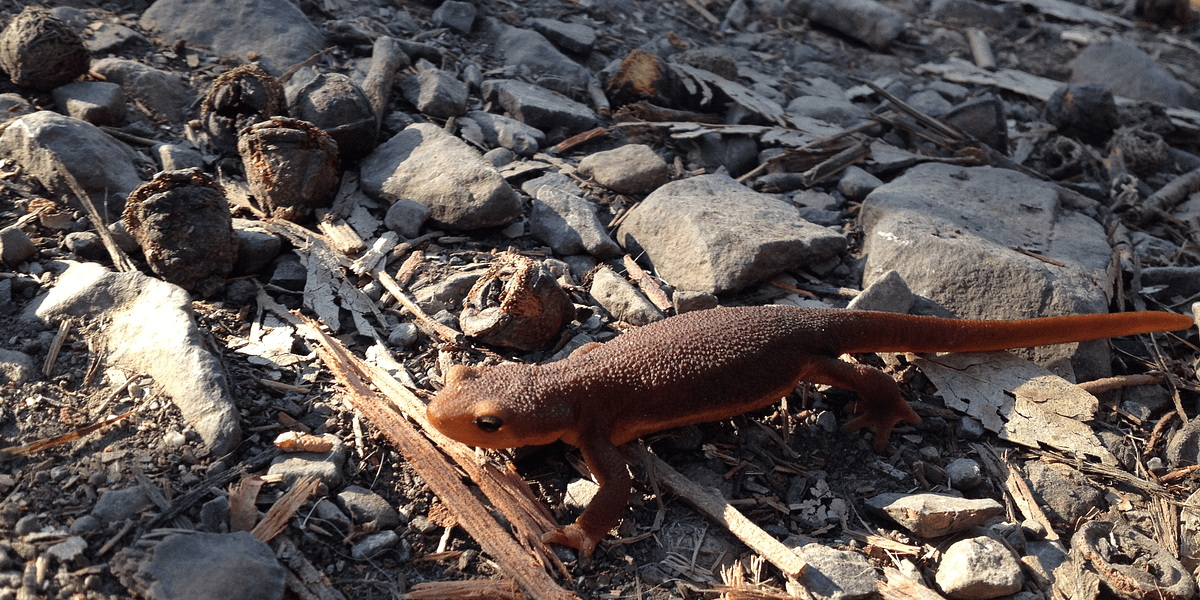 Go See Migrating Newts in Oakland/Berkeley — The Bold Italic — San Francisco