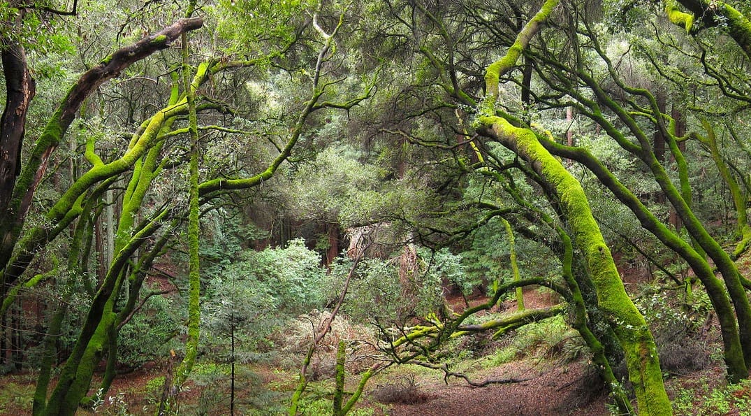 A Guide to the East Bay’s Best Running Trails