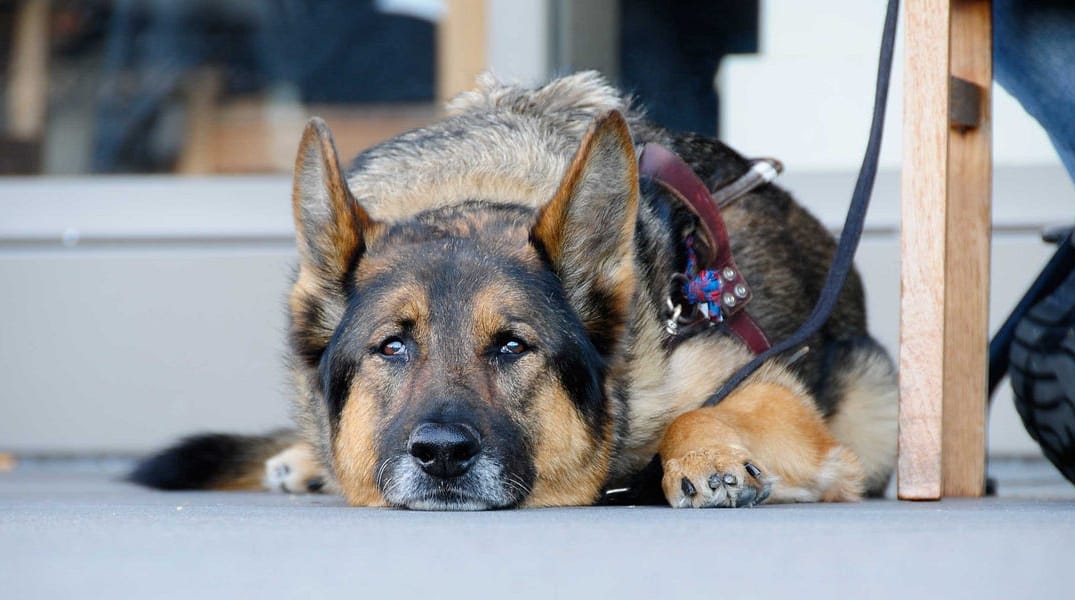 It’s a Sad Time to be a Pet in San Francisco — The Bold Italic — San Francisco