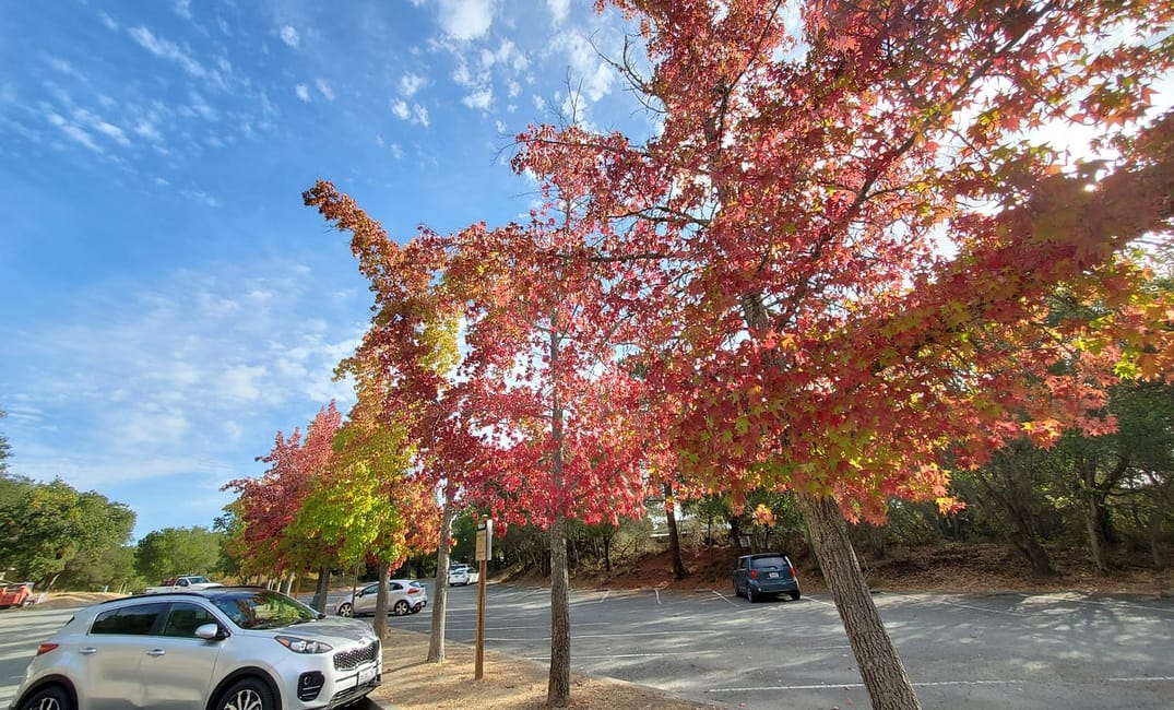 Fall in the Bay Area is Great
