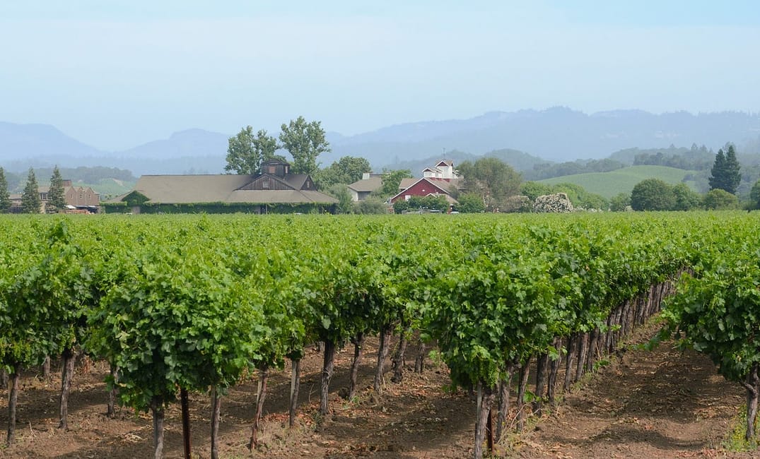 What Are the Most Chill Wineries in Napa and Sonoma?