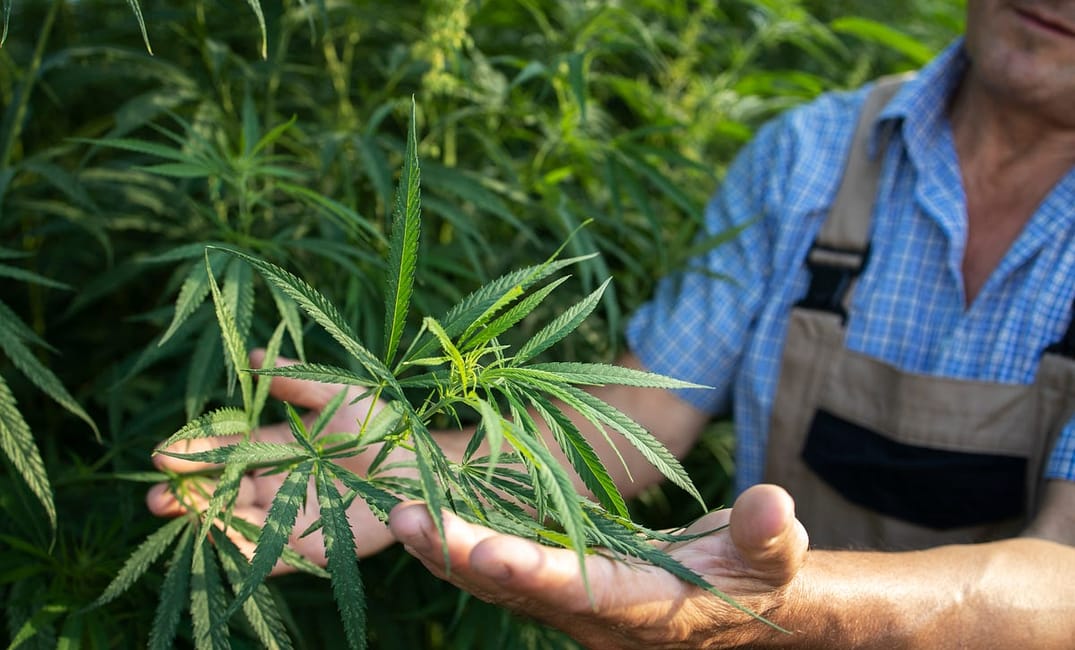 Kassandra Frederique on NY's Cannabis Legalization